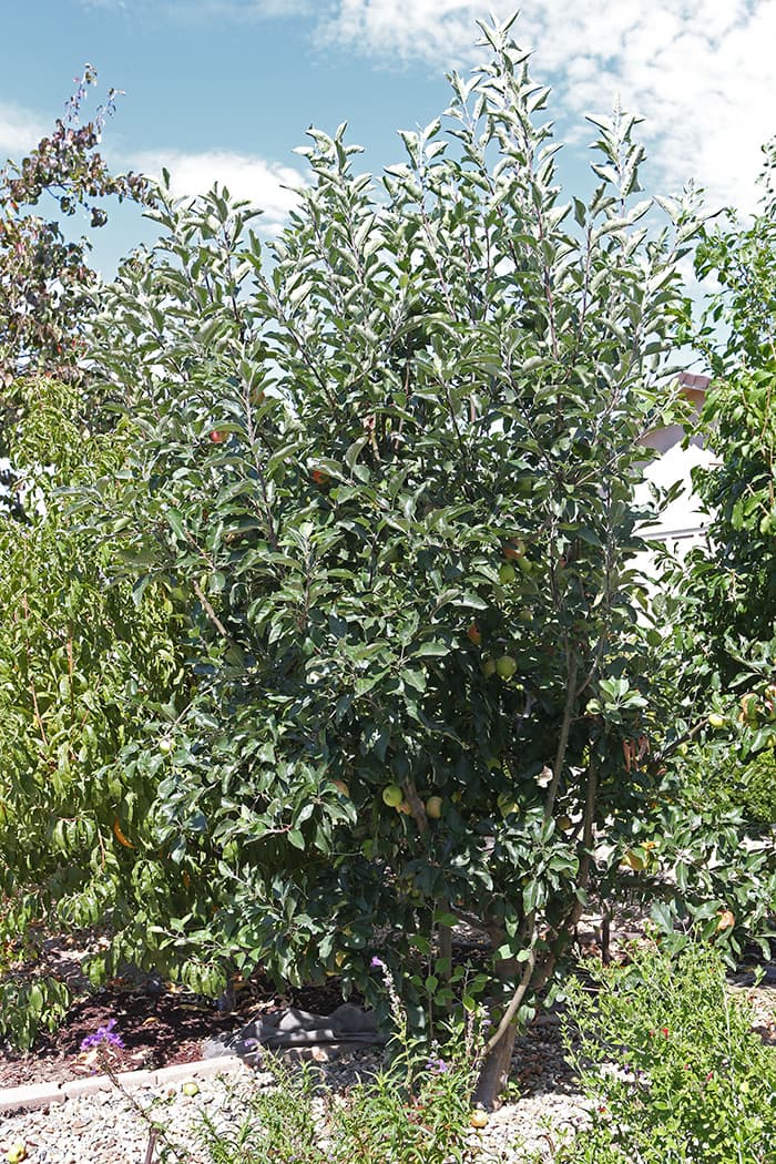 Cover Image for The Apple Tree Has Been Producing Well for a Few Years Now