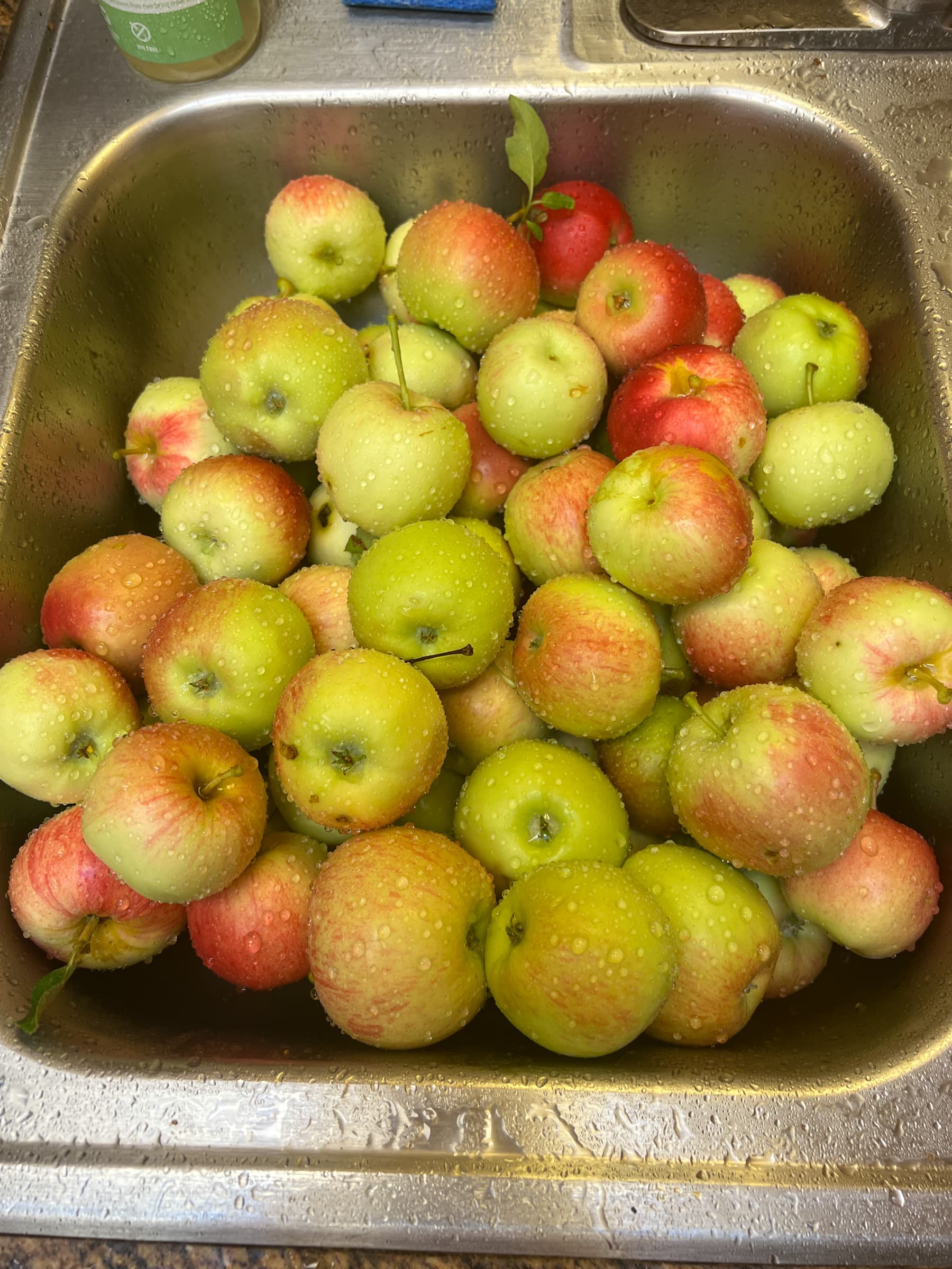 Second Photo for The Apple Tree Has Been Producing Well for a Few Years Now