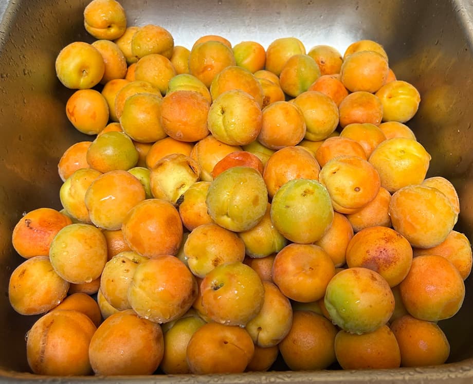 Second Photo for Apricot Tree is Going Well