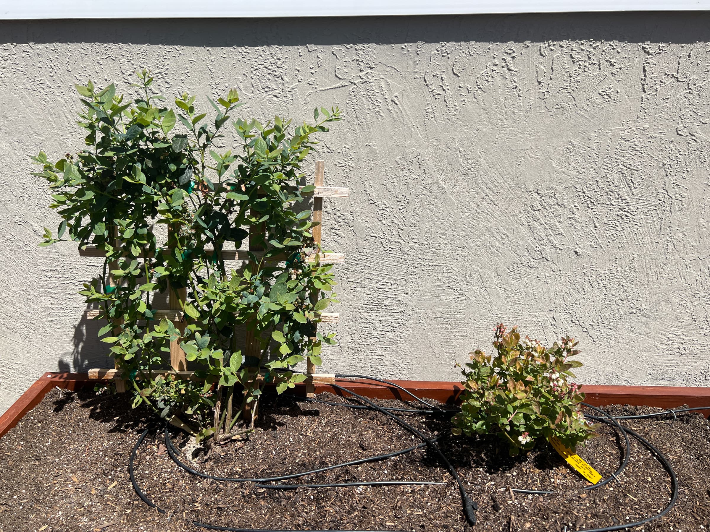 Cover Image for Second Blueberry Box