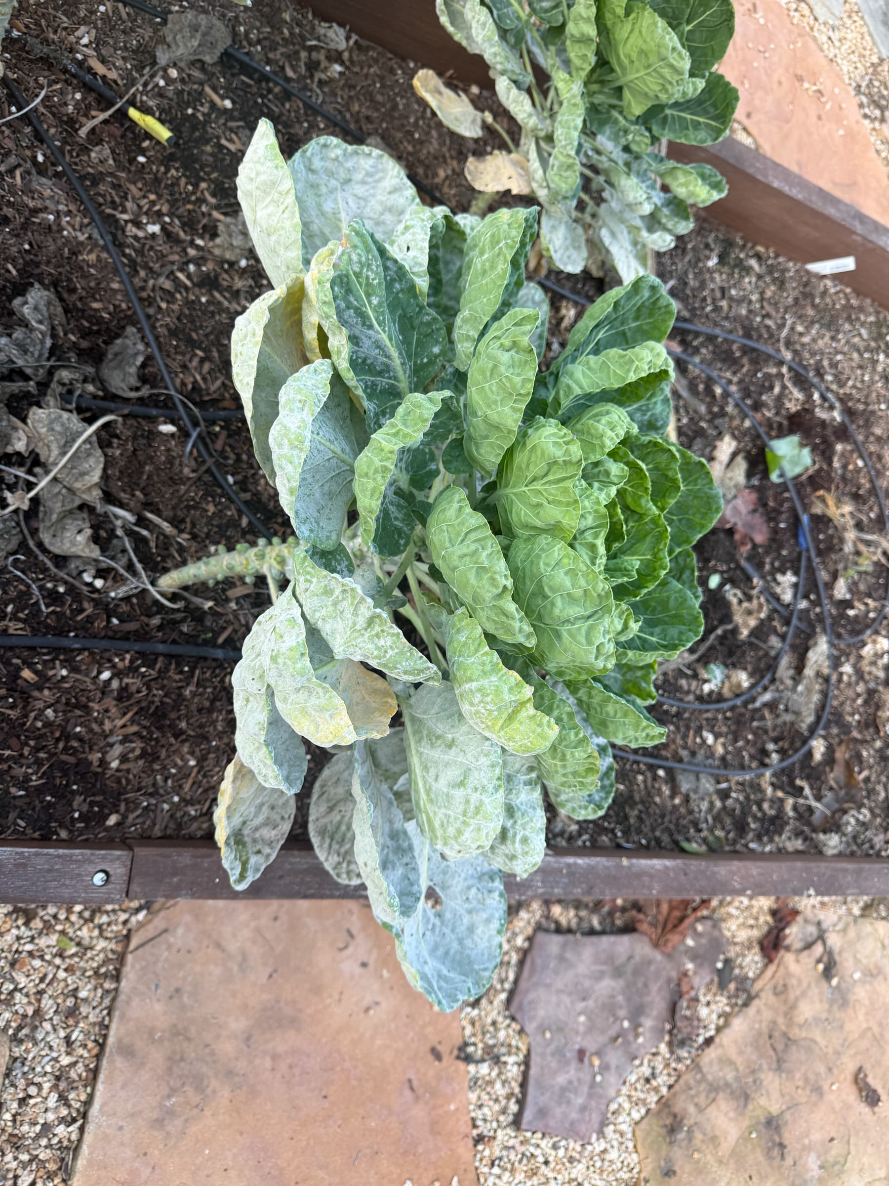 Second Photo for Second Try at These Not Going Well