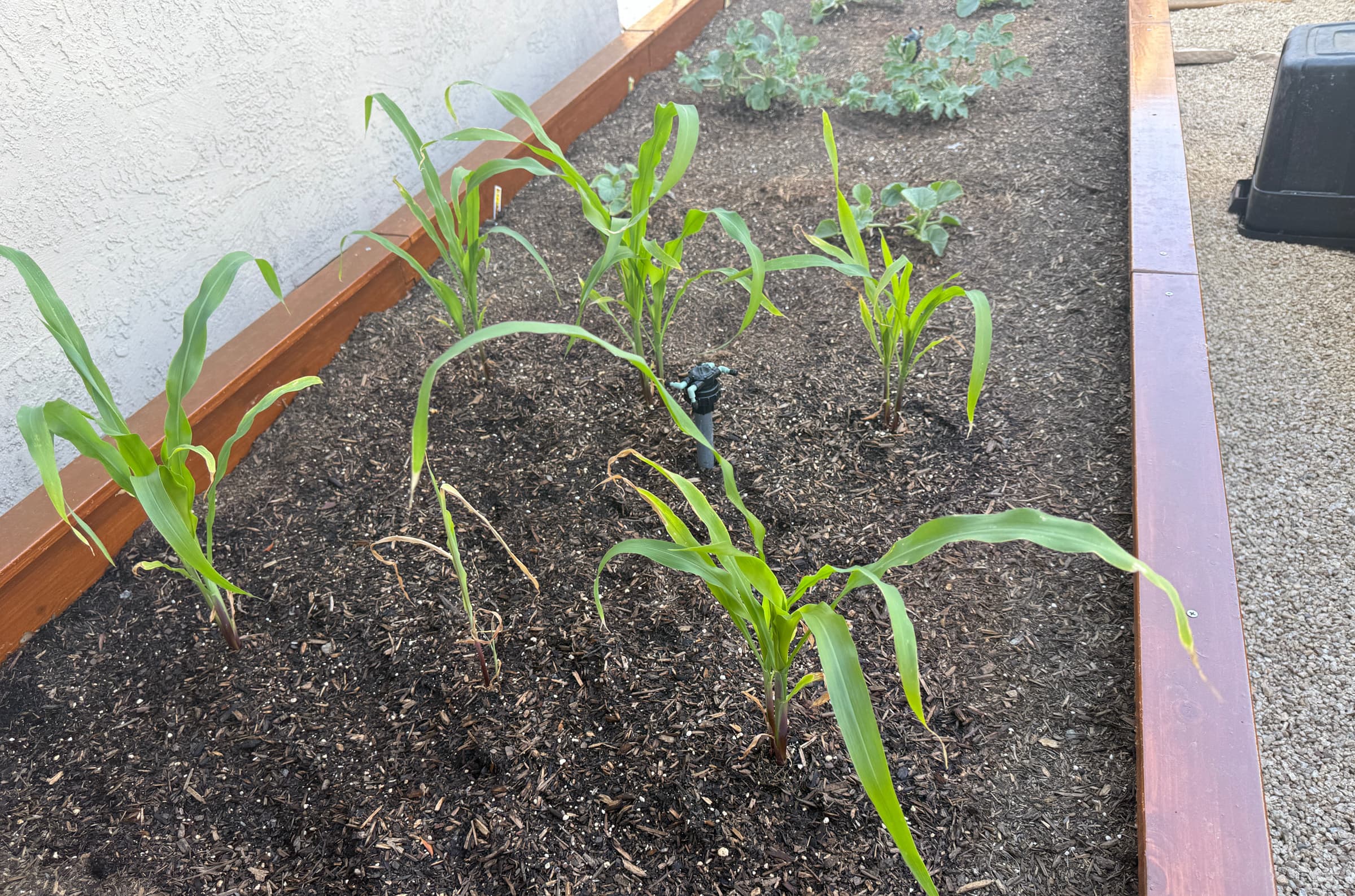 Cover Image for Corn was fairly productive in 2025