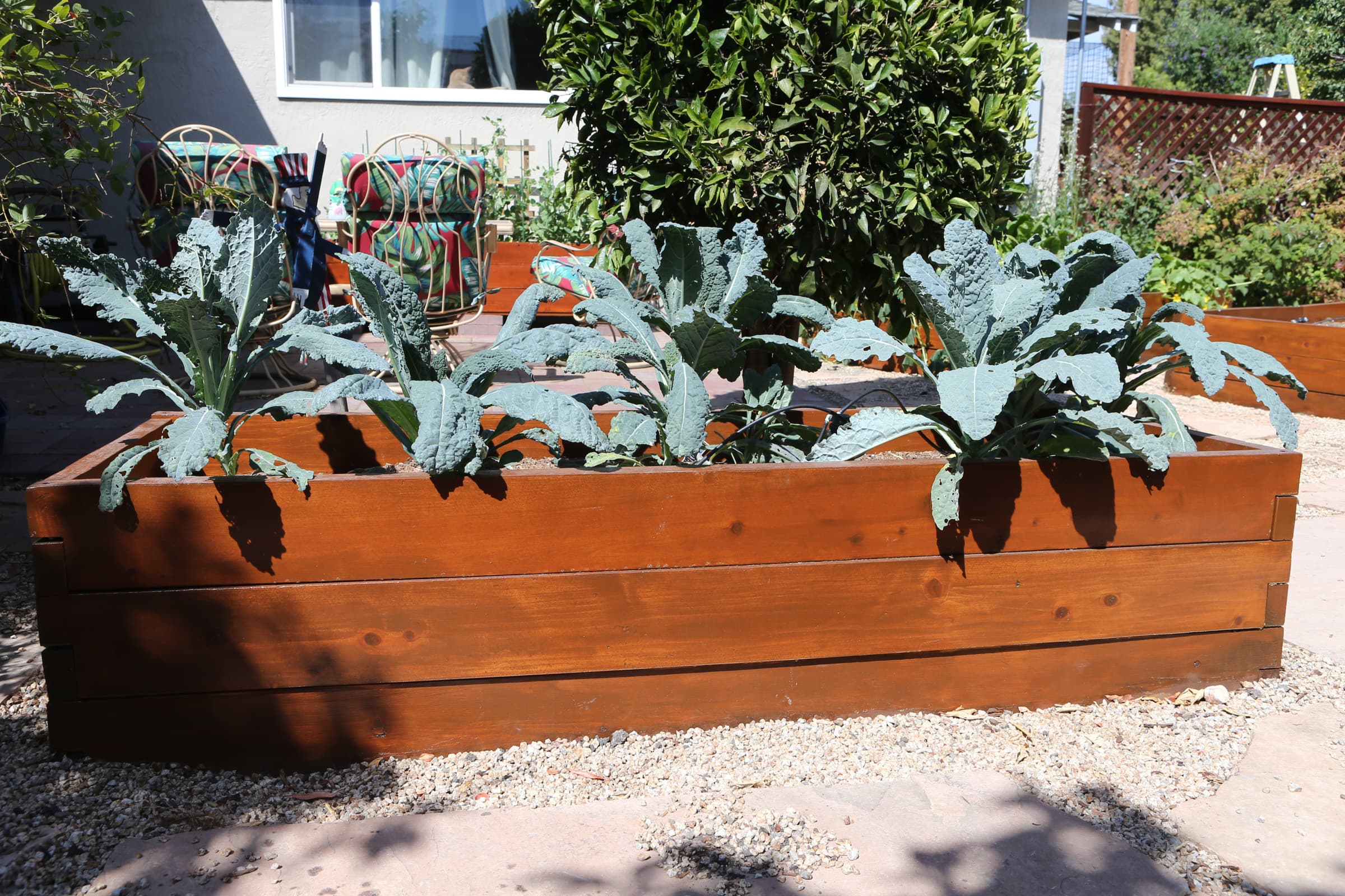 Second Photo for Various types of kale all grow well