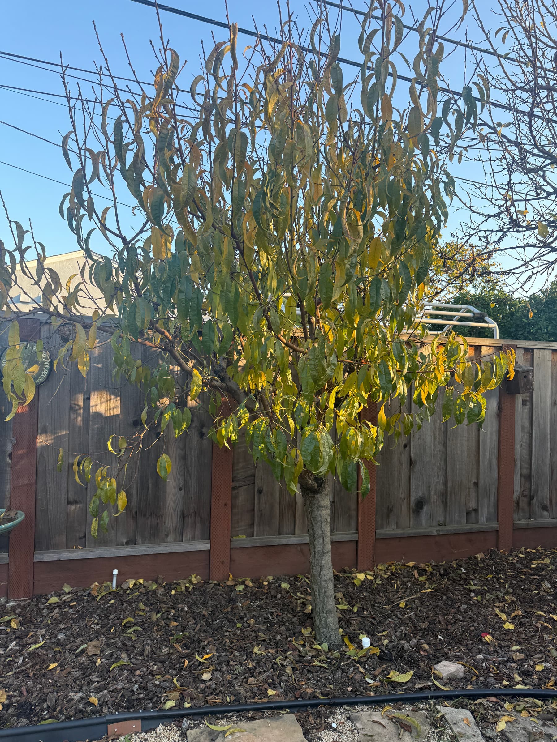 Second Photo for We'll Trim and Try Again in 2025