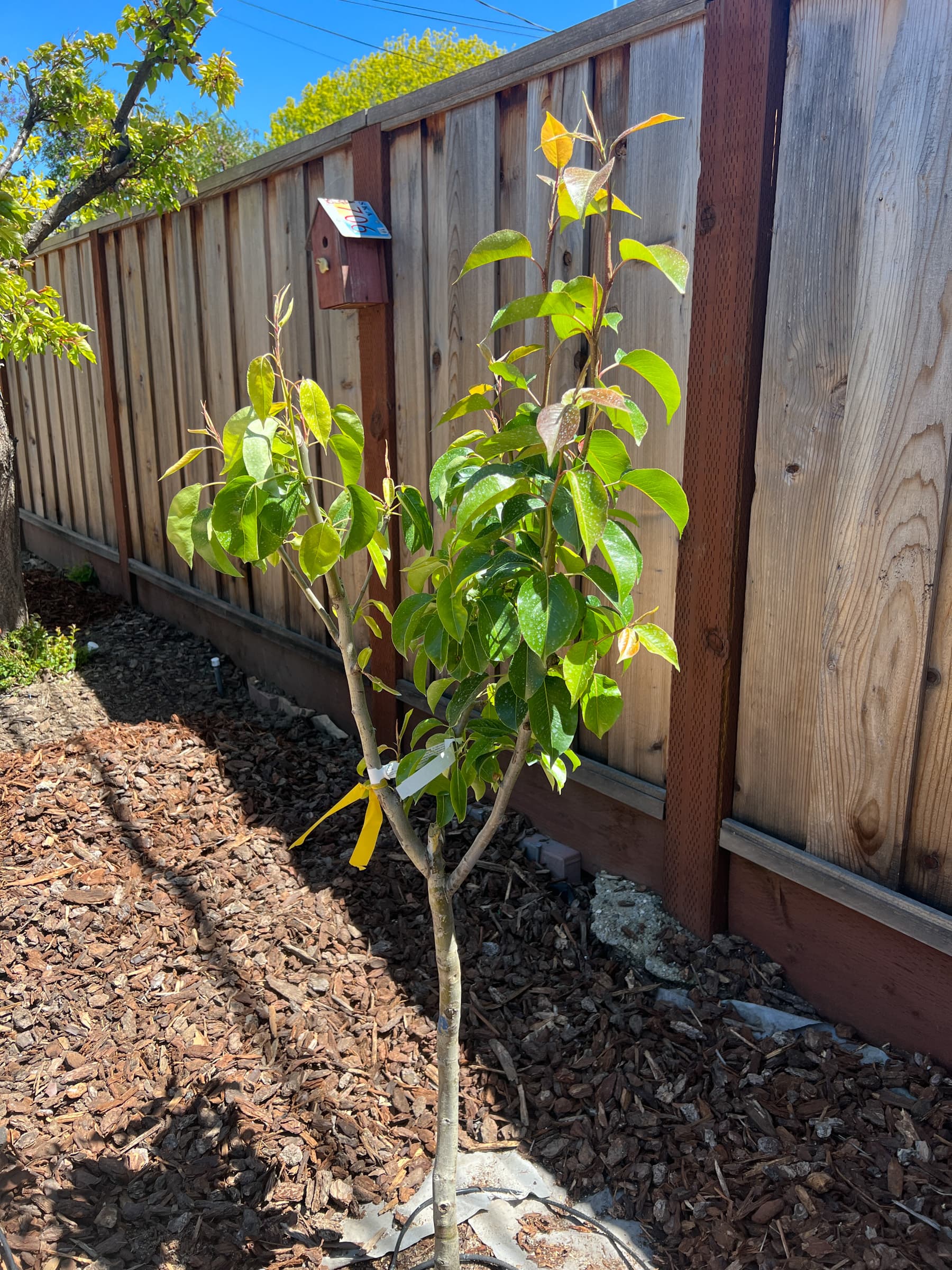 Second Photo for Gave Up on Pears Due to Fireblight