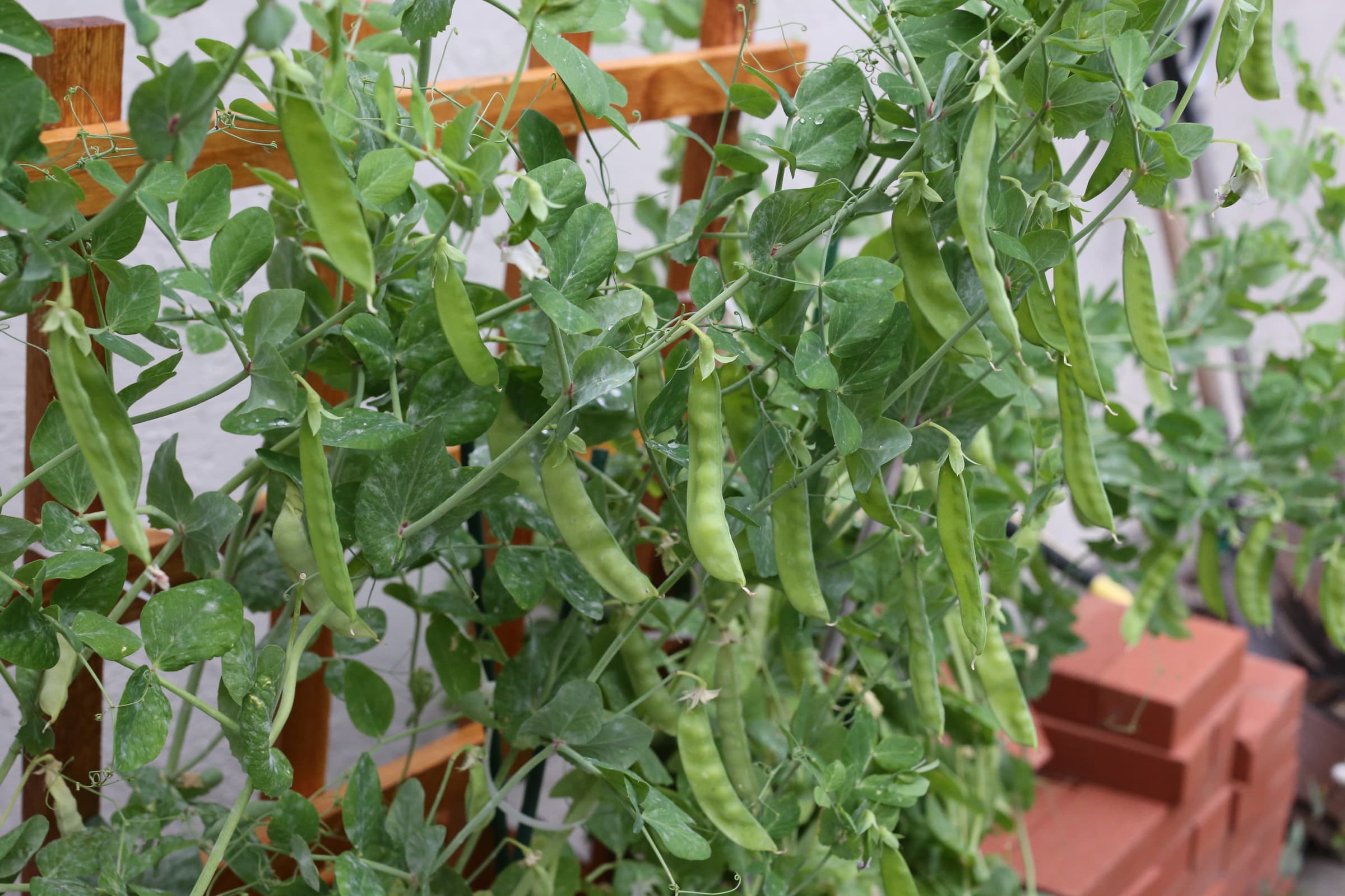 Second Photo for Pea plants before and after