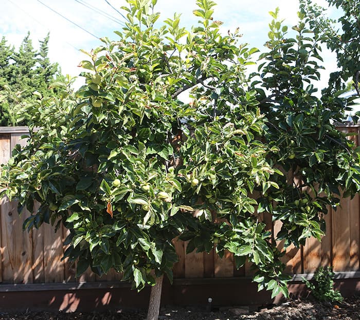 Cover Image for Persimmon Tree Before Trimming in 2023