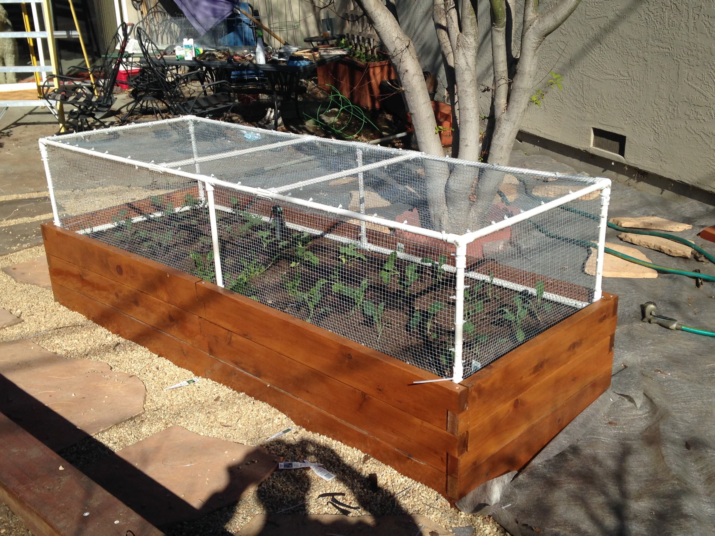 Cover Image for Pest Guard for New Starts