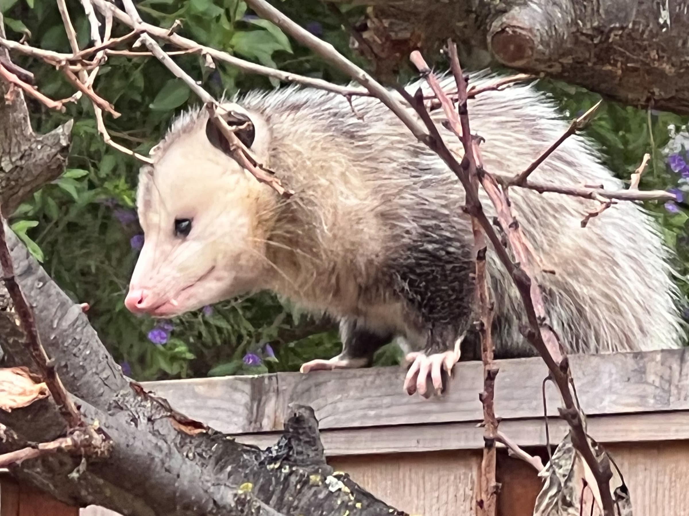 Cover Image for Opposum