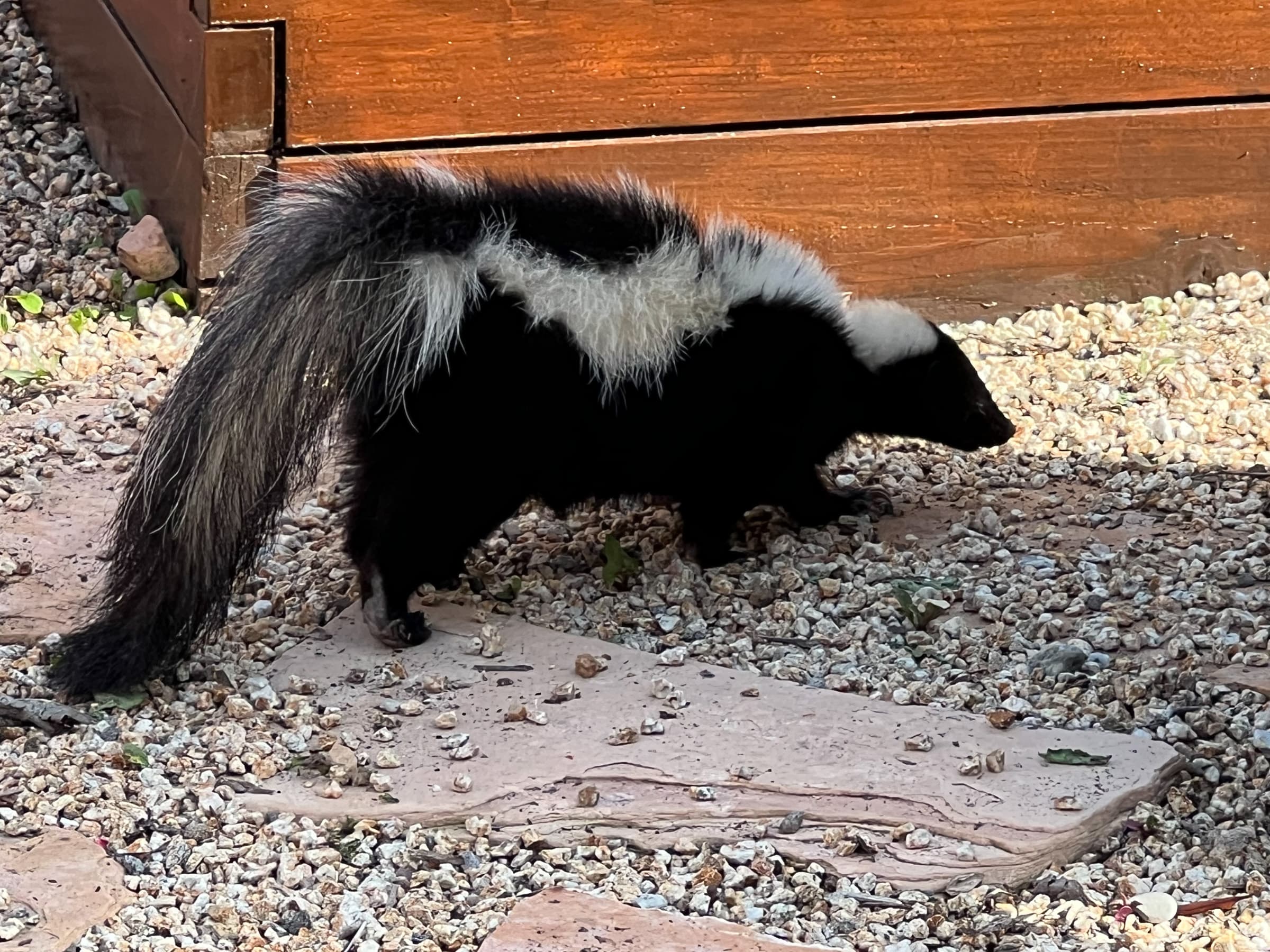 Cover Image for Skunk