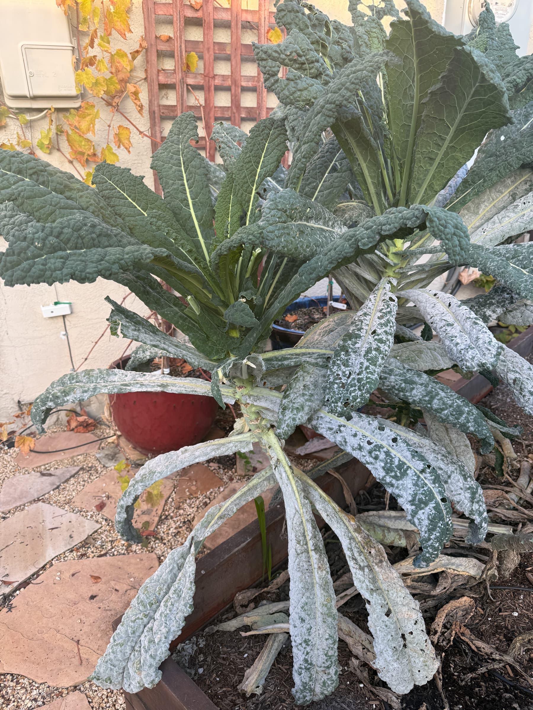 Second Photo for Overgrown kale still produces well