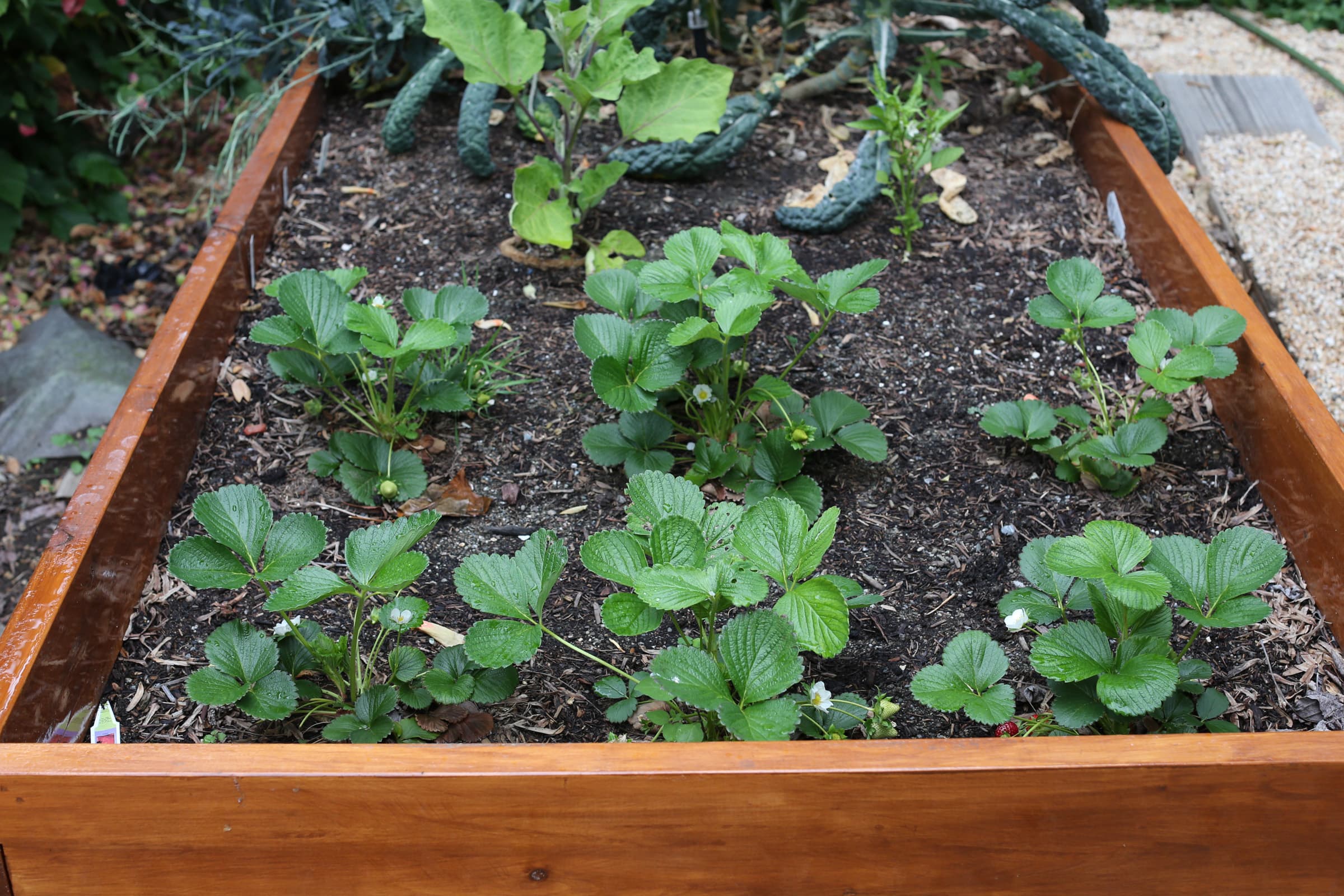 Cover Image for Strawberries worked for a while