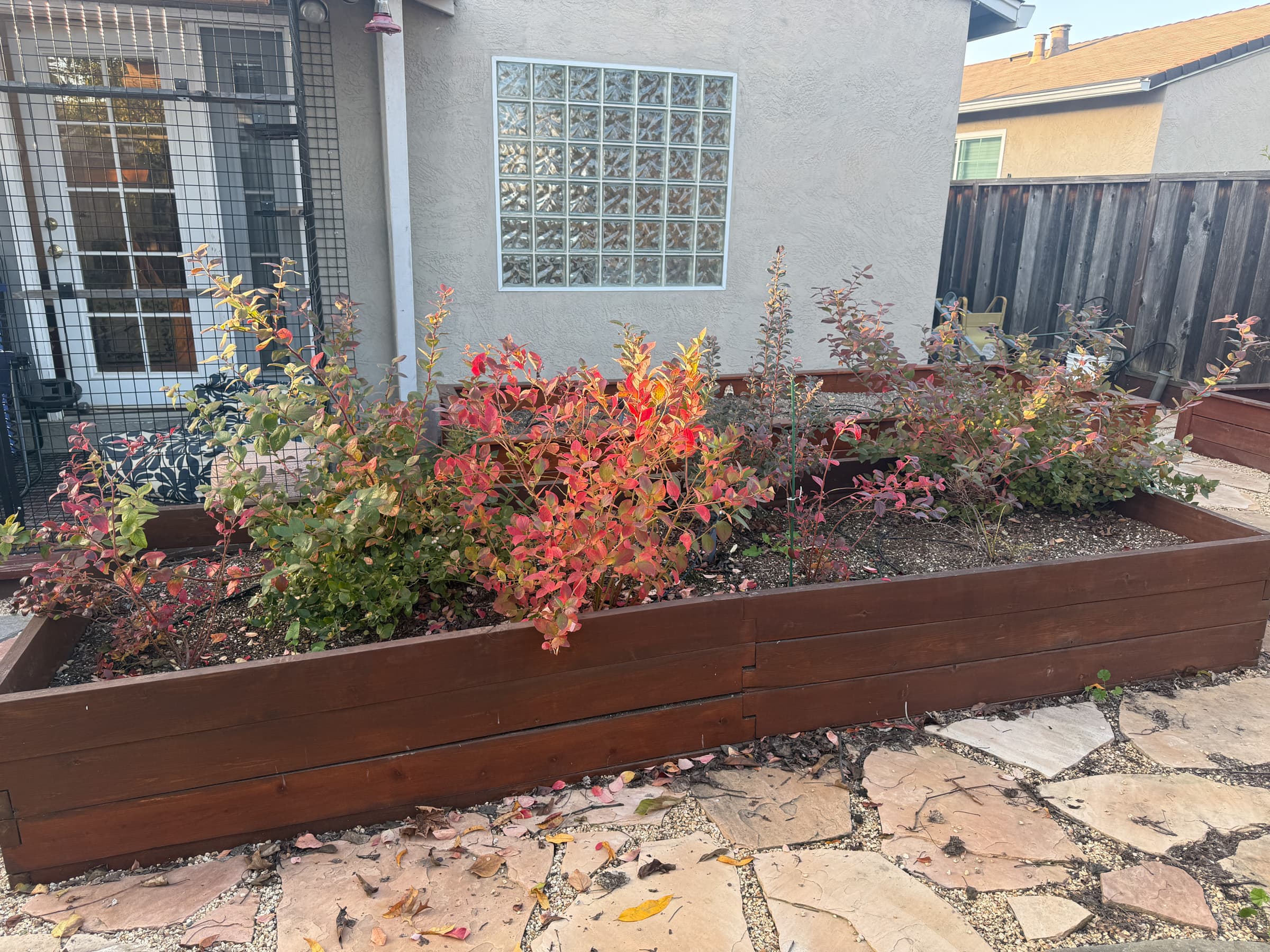 Second Photo for The New 4 by 12 Blueberry Box