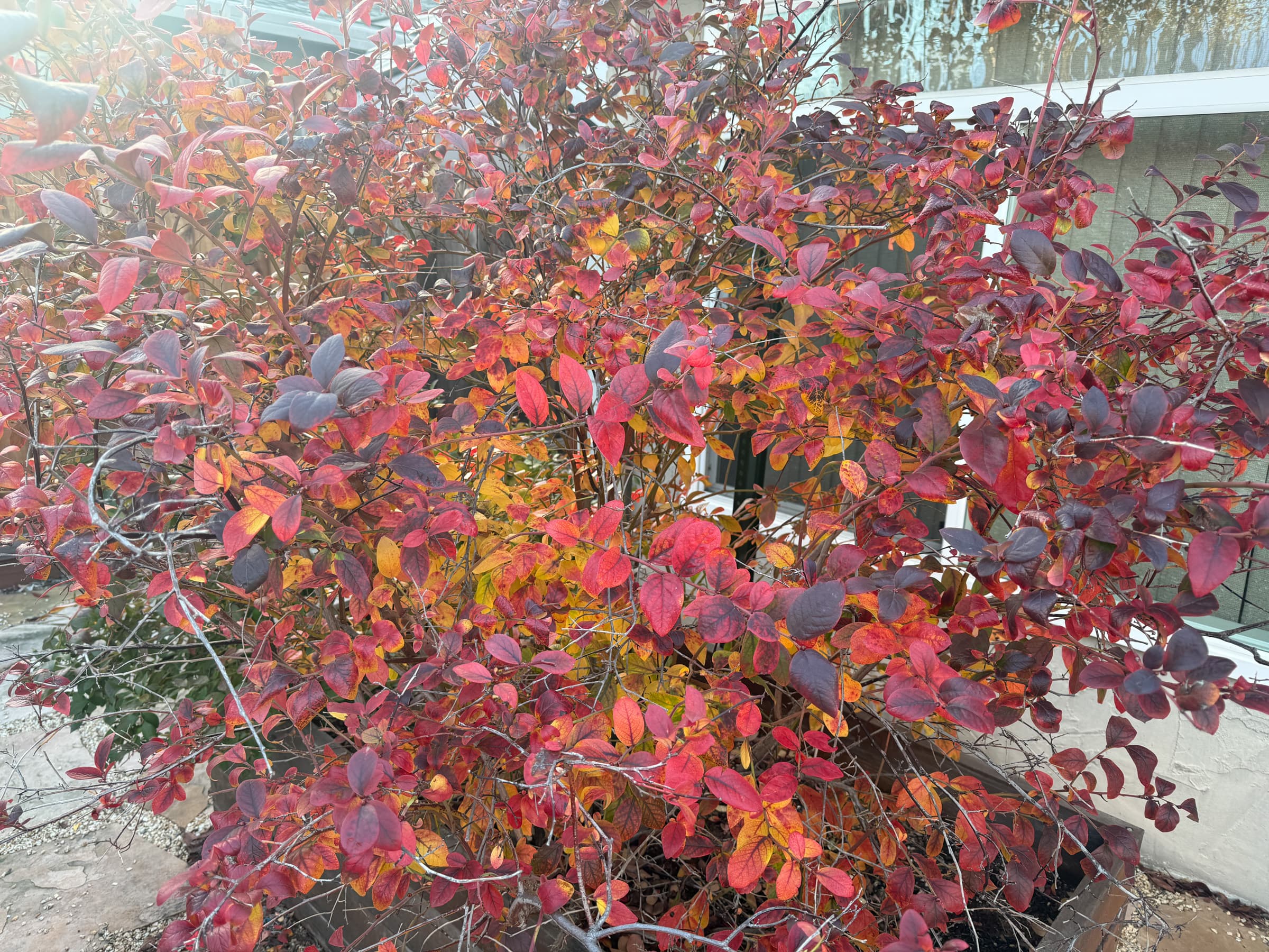 Cover Image for Blueberries in fall