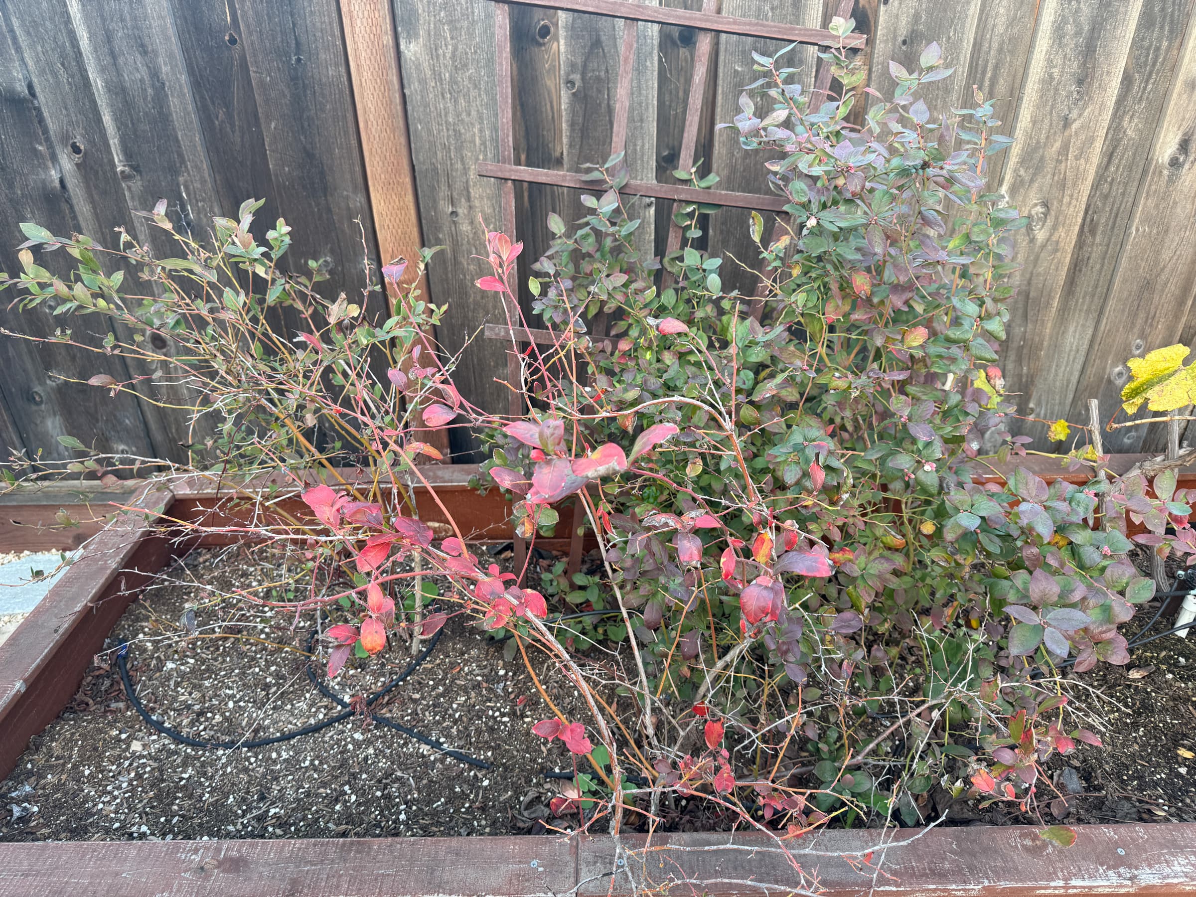 Second Photo for Third Blueberry Box