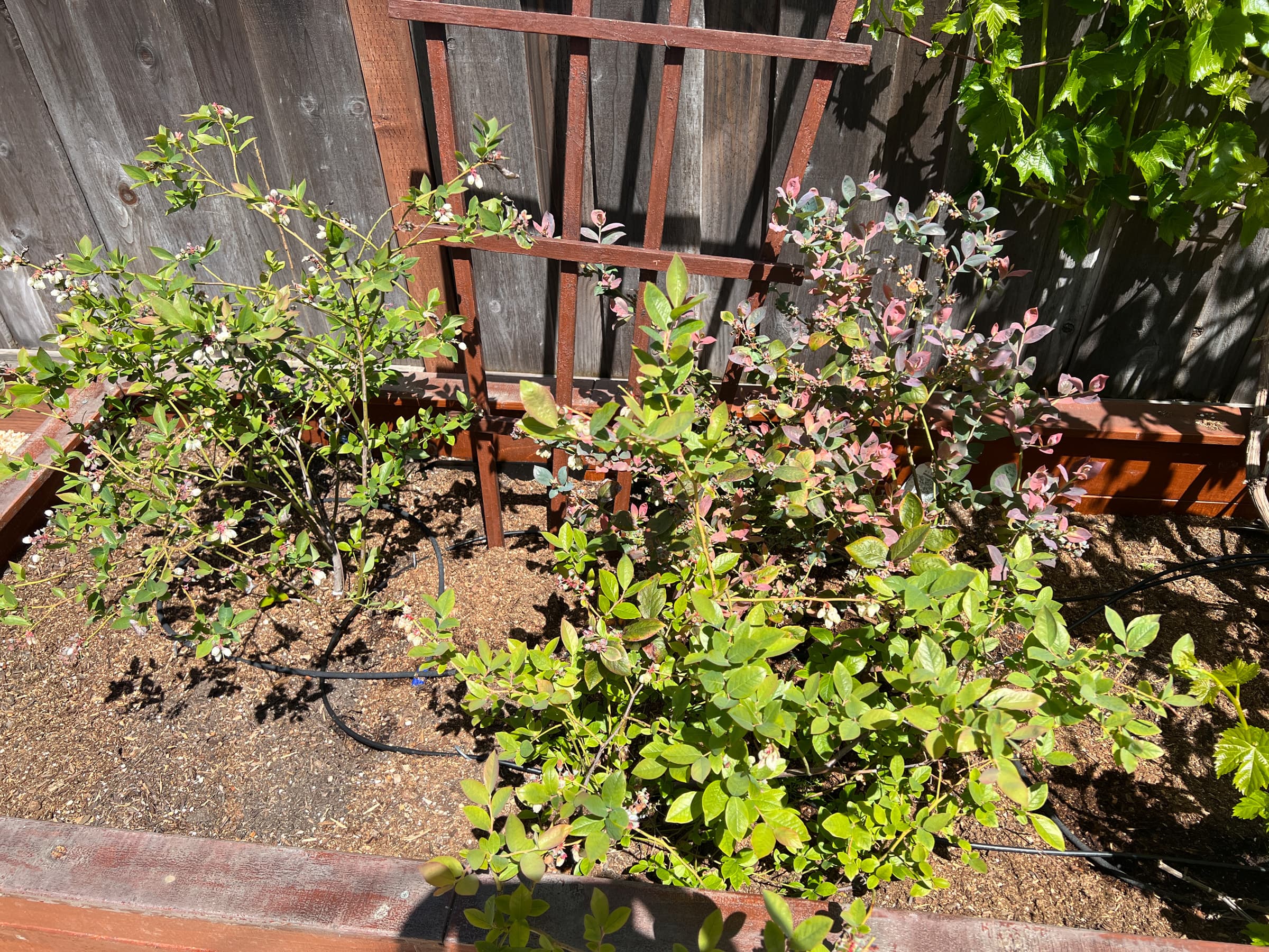 Cover Image for Third Blueberry Box