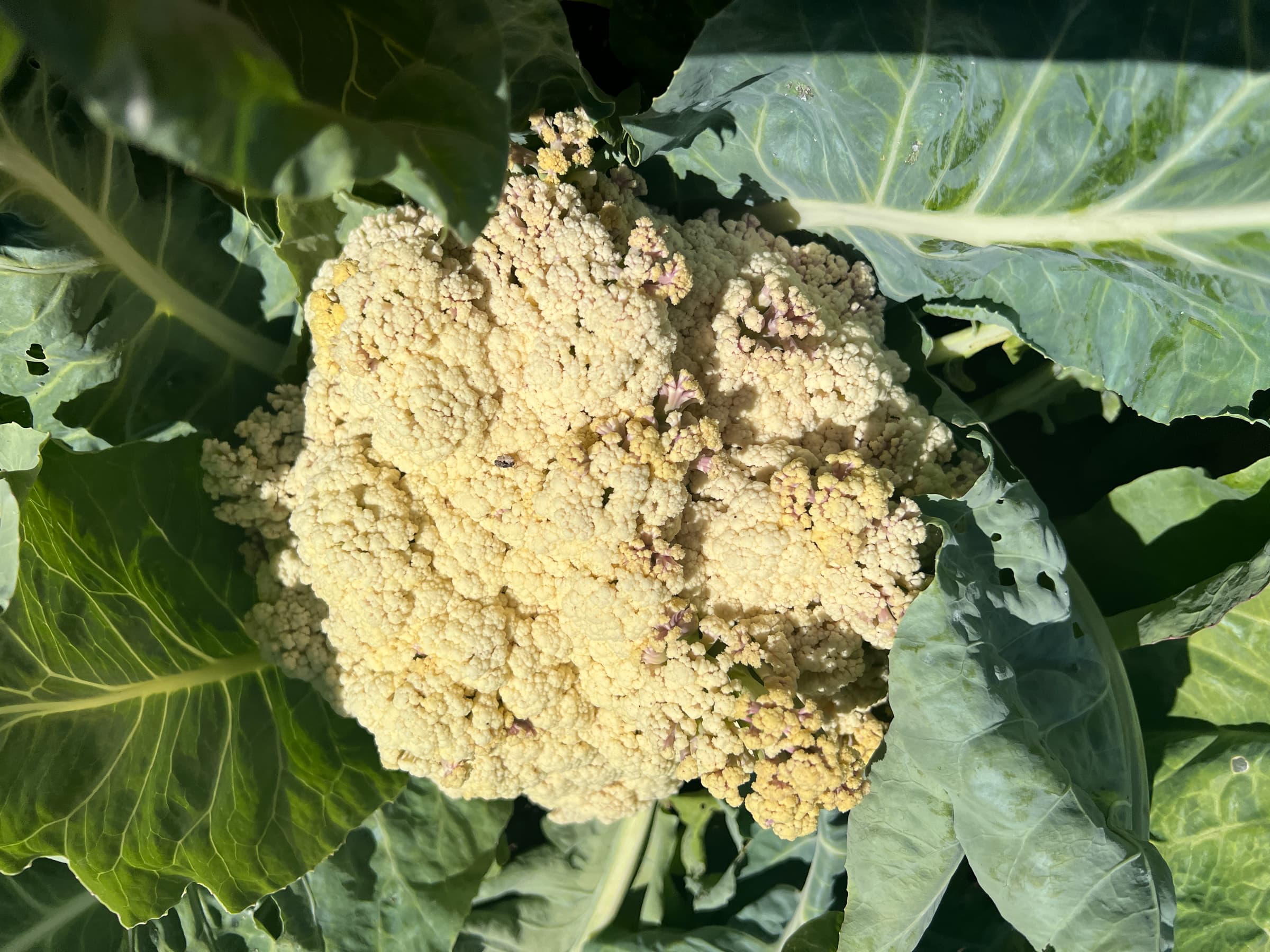 Cover Image for Successful cauliflower in 2025