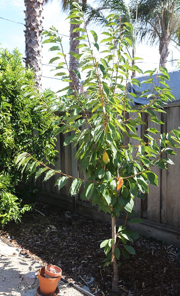 Cover Image for Cherry tree healthy but not producing