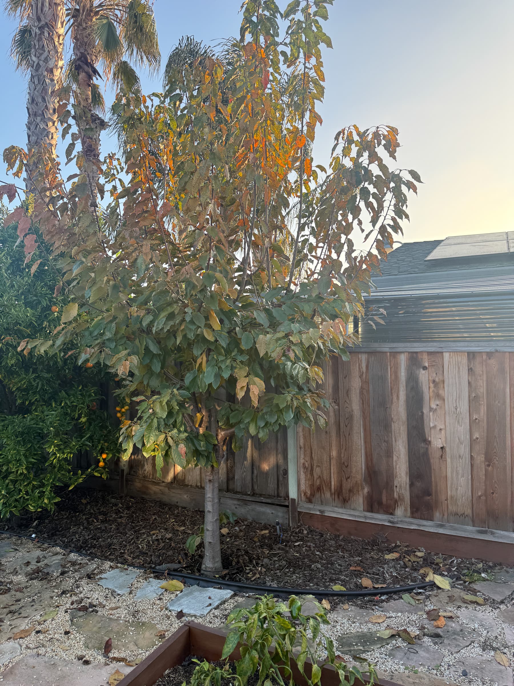 Second Photo for Cherry tree healthy but not producing