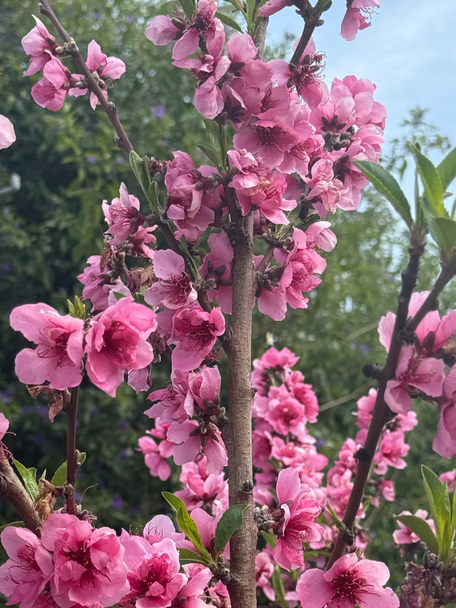 Nectarine tree at Our Fremont Farm