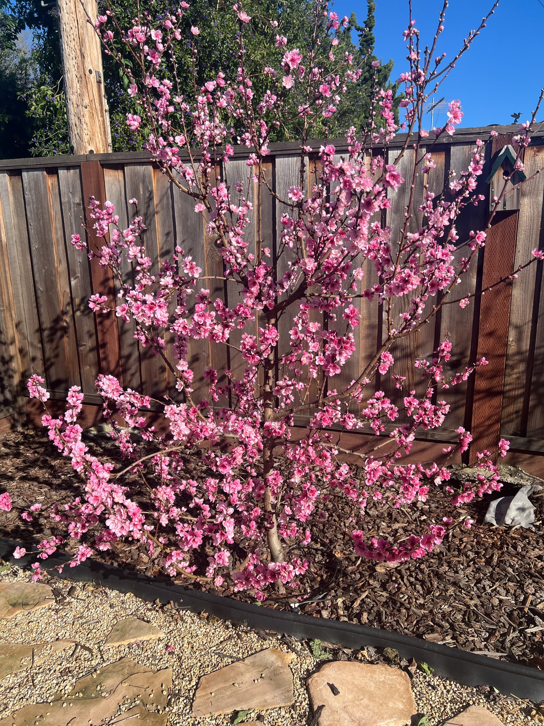 Cover Image for Gorgeous Nectarine Flowers