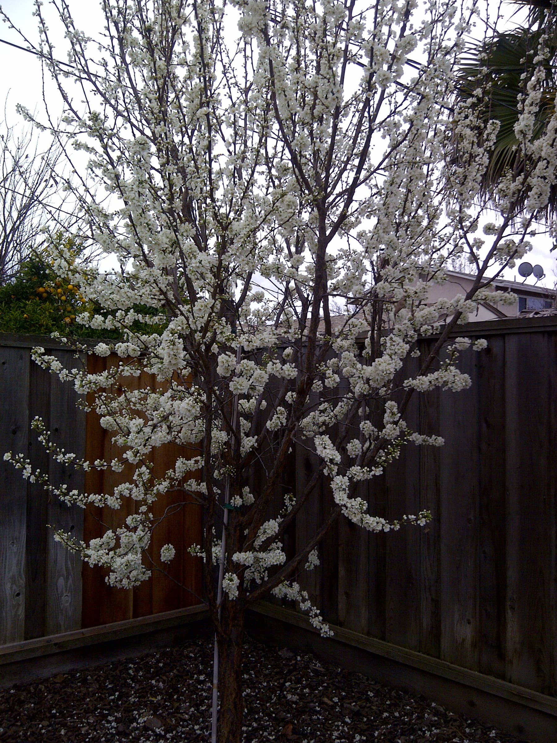 Pluot tree at Our Fremont Farm