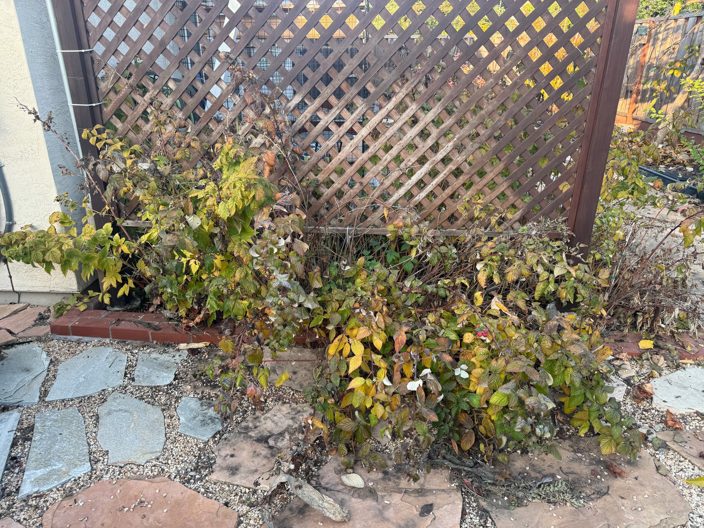 Second Photo for Raspberries need some TLC