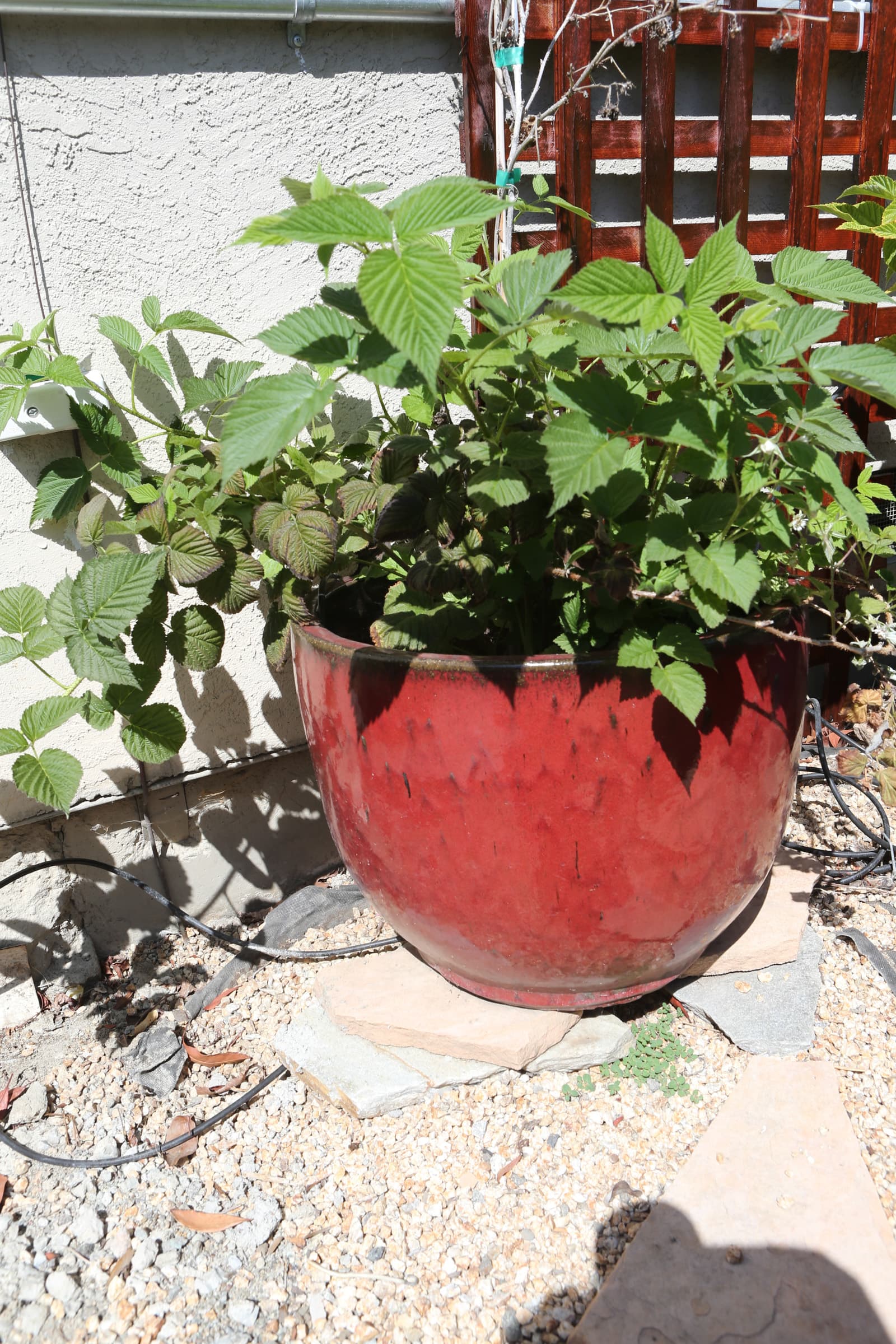Cover Image for Gave Up on Raspberries in a Smaller Vase