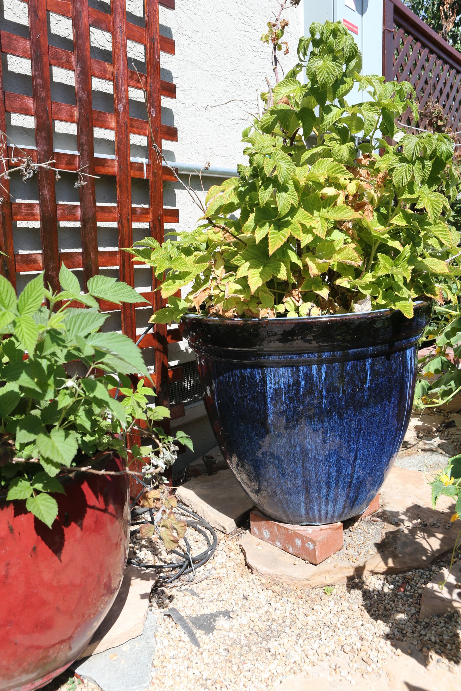 Second Photo for Gave Up on Raspberries in a Smaller Vase