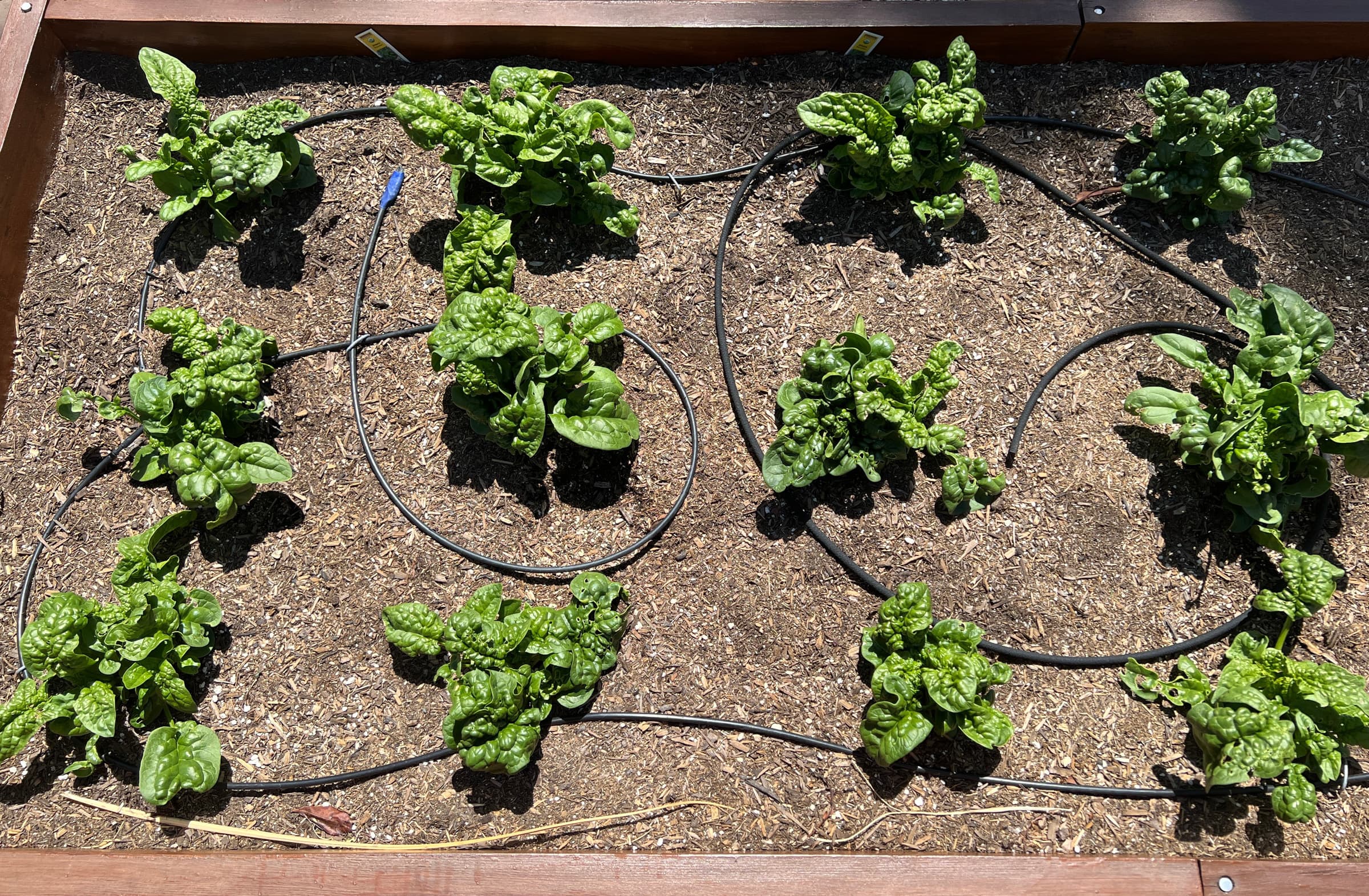 Cover Image for Starting some new spinach